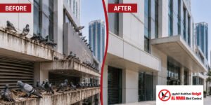 Commercial Bird Control UAE